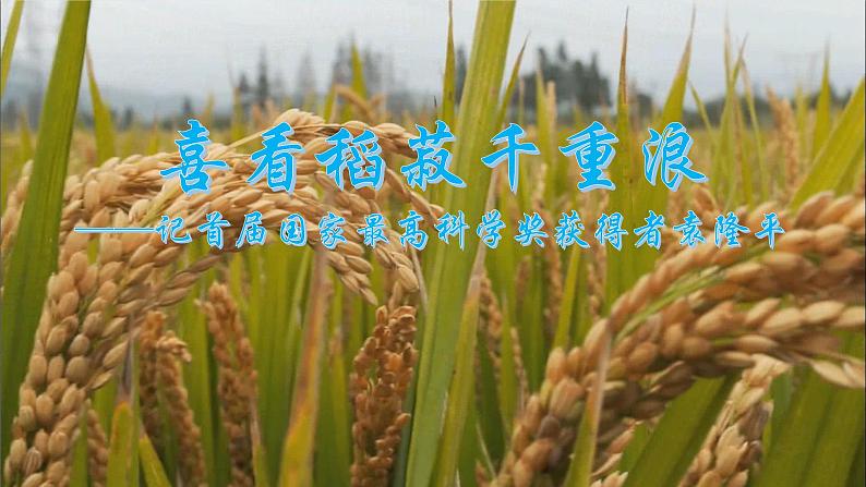 部编高教版(2023)中职语文职业模块上册《喜看稻菽千重浪》课件+学案+知识梳理01