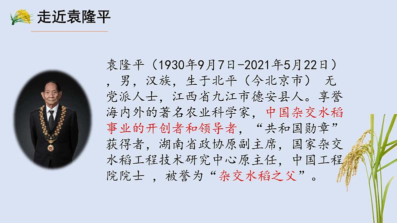 部编高教版(2023)中职语文职业模块上册《喜看稻菽千重浪》课件+学案+知识梳理04