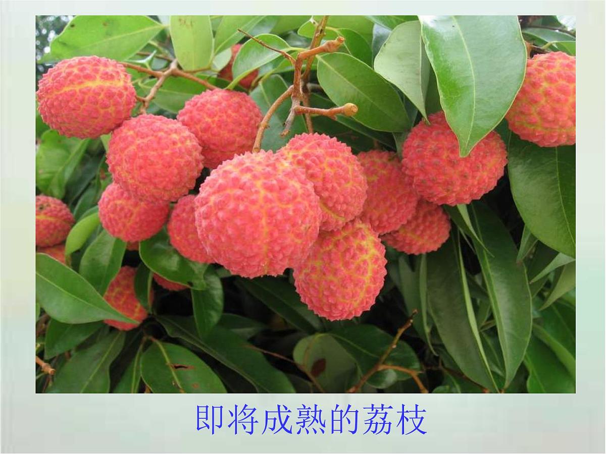 【中职专用】高中语文 高教版 职业模块 《南州六月荔枝丹》教学课件第2页