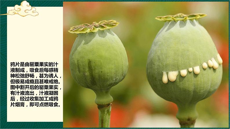 第15课 列强入侵与中国人民的反抗斗争-【中职专用】《中国历史》以图证史教学课件(高教版2023•基础模块)08