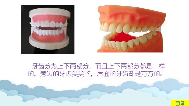 中班健康活动《牙齿小卫士》教案＋课件05
