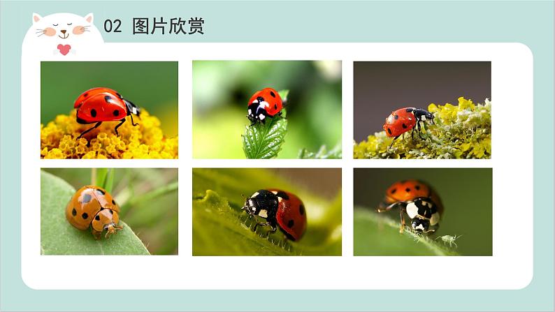 小班艺术《七星瓢虫》课件第4页