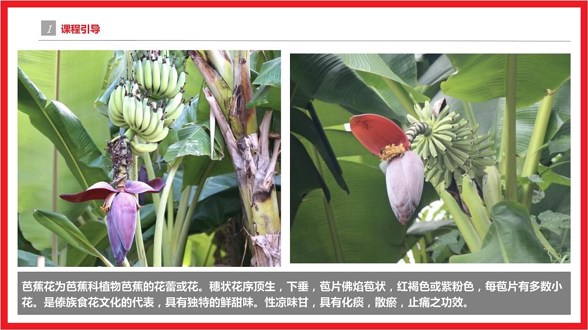 芭蕉花 少儿美术课件第4页