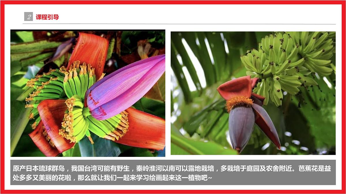 芭蕉花 少儿美术课件第5页