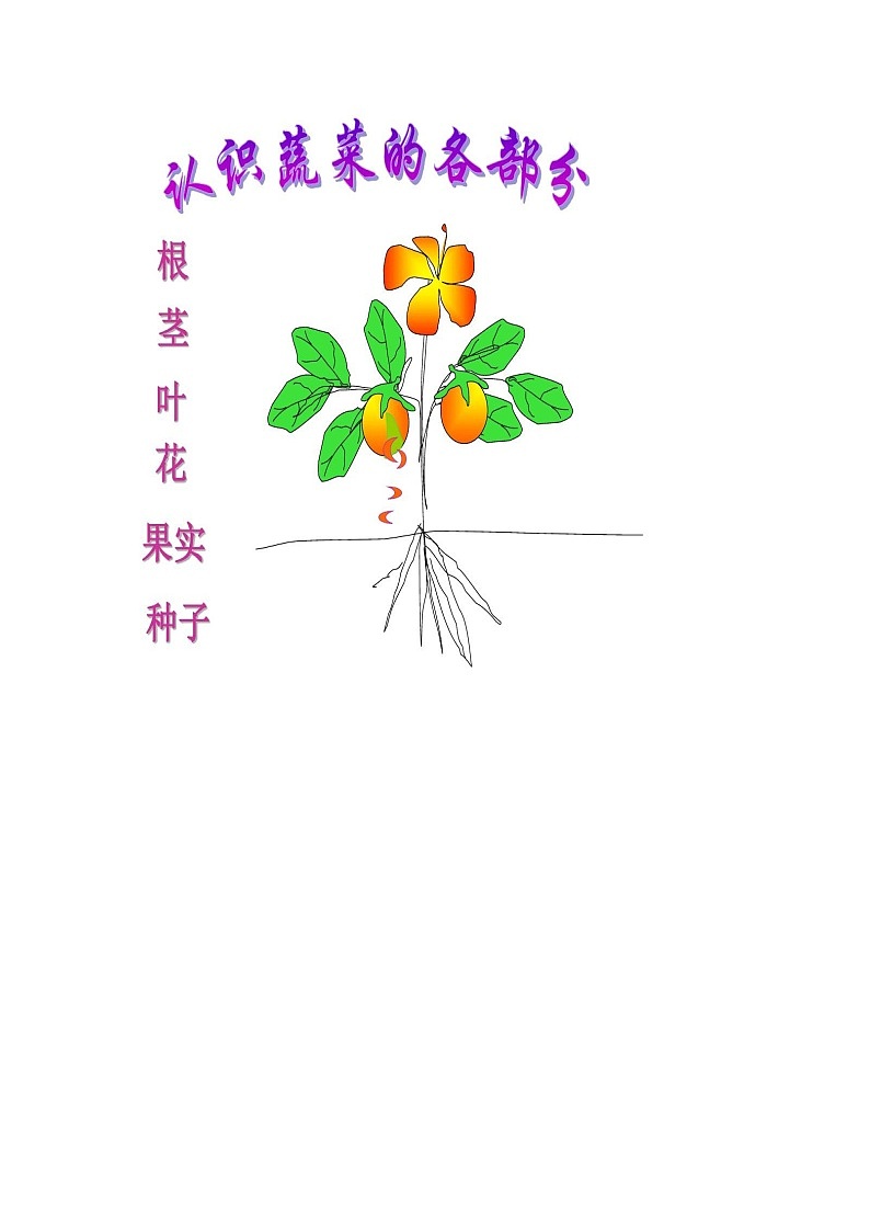 幼儿园课件 认识蔬菜03