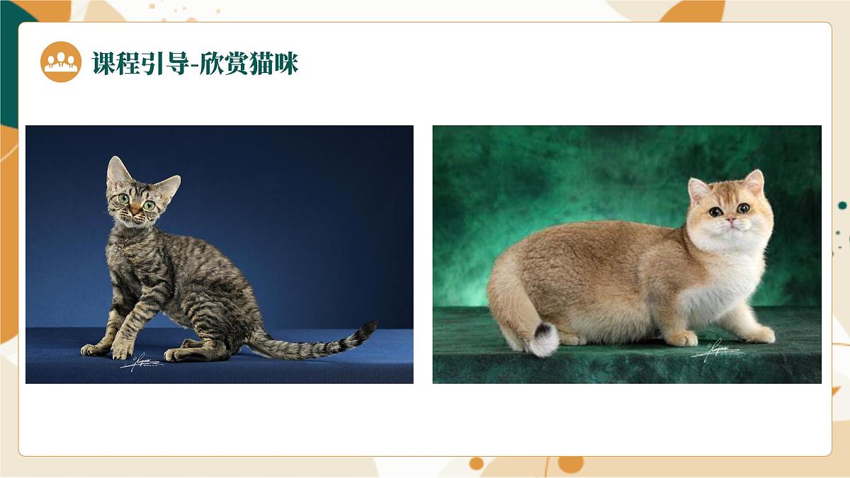 大班《猫咪和毛线球》+课件第8页