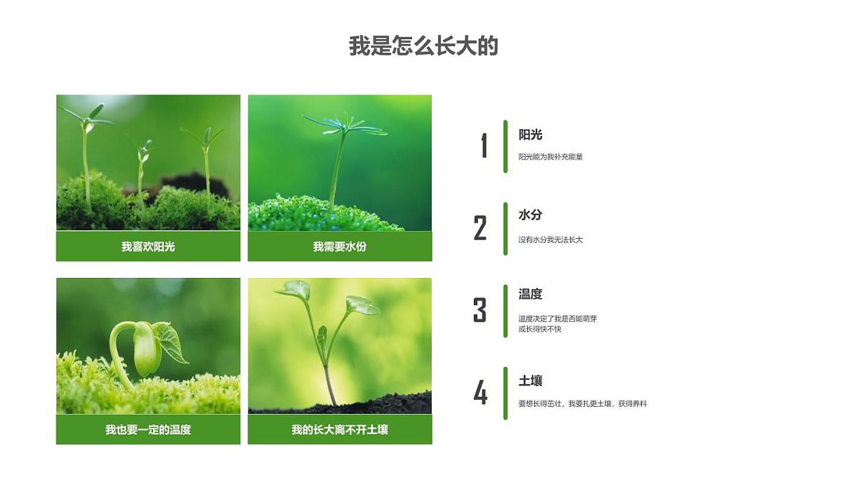 大班《小种子快长大》+课件第4页