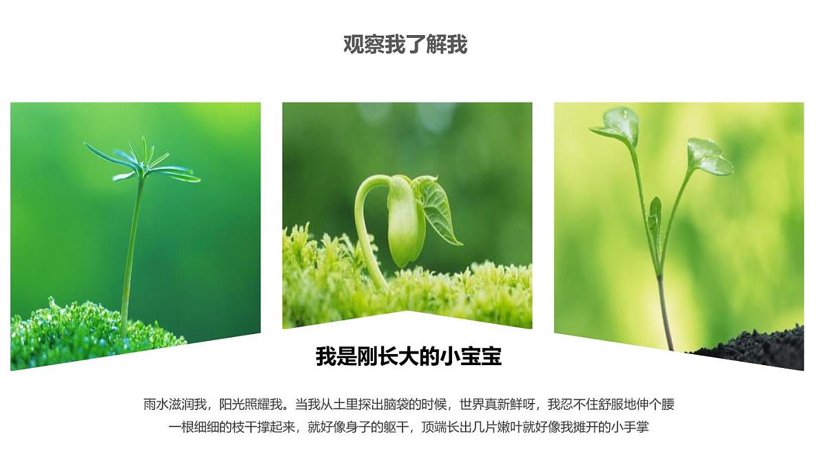 大班《小种子快长大》+课件第5页
