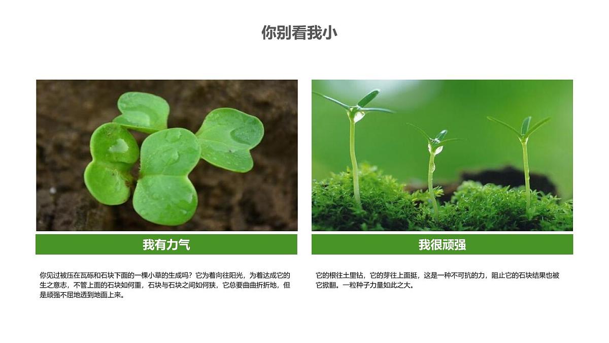 大班《小种子快长大》+课件第6页