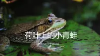大班《荷叶上的小青蛙》+课件