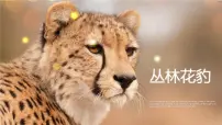 大班《林中花豹》+课件