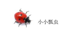 大班《瓢虫》+课件