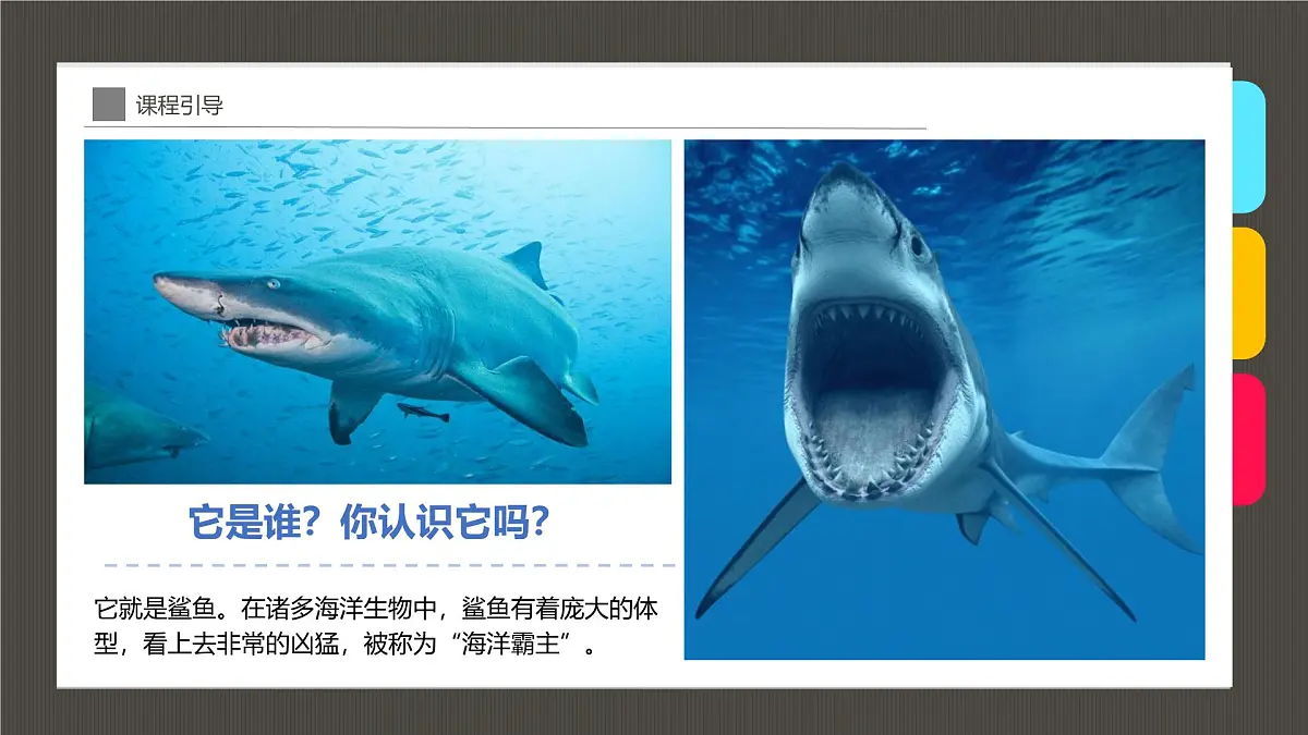 大班《大鲨鱼》+课件第6页