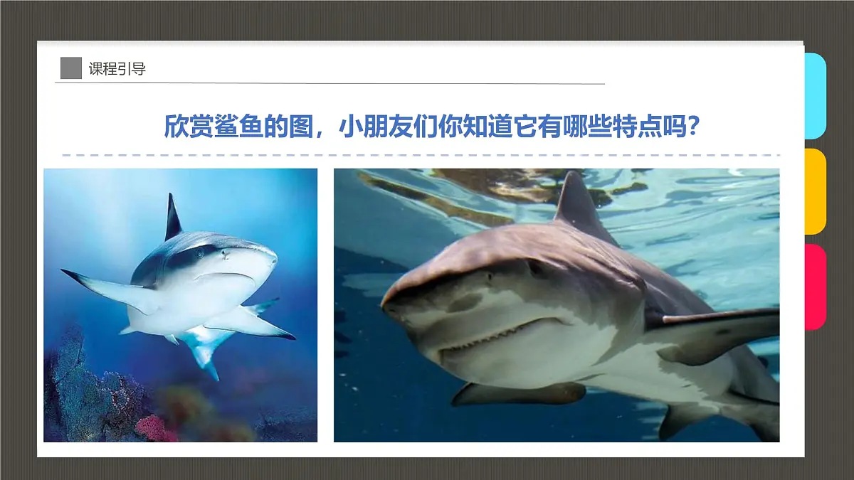 大班《大鲨鱼》+课件第7页
