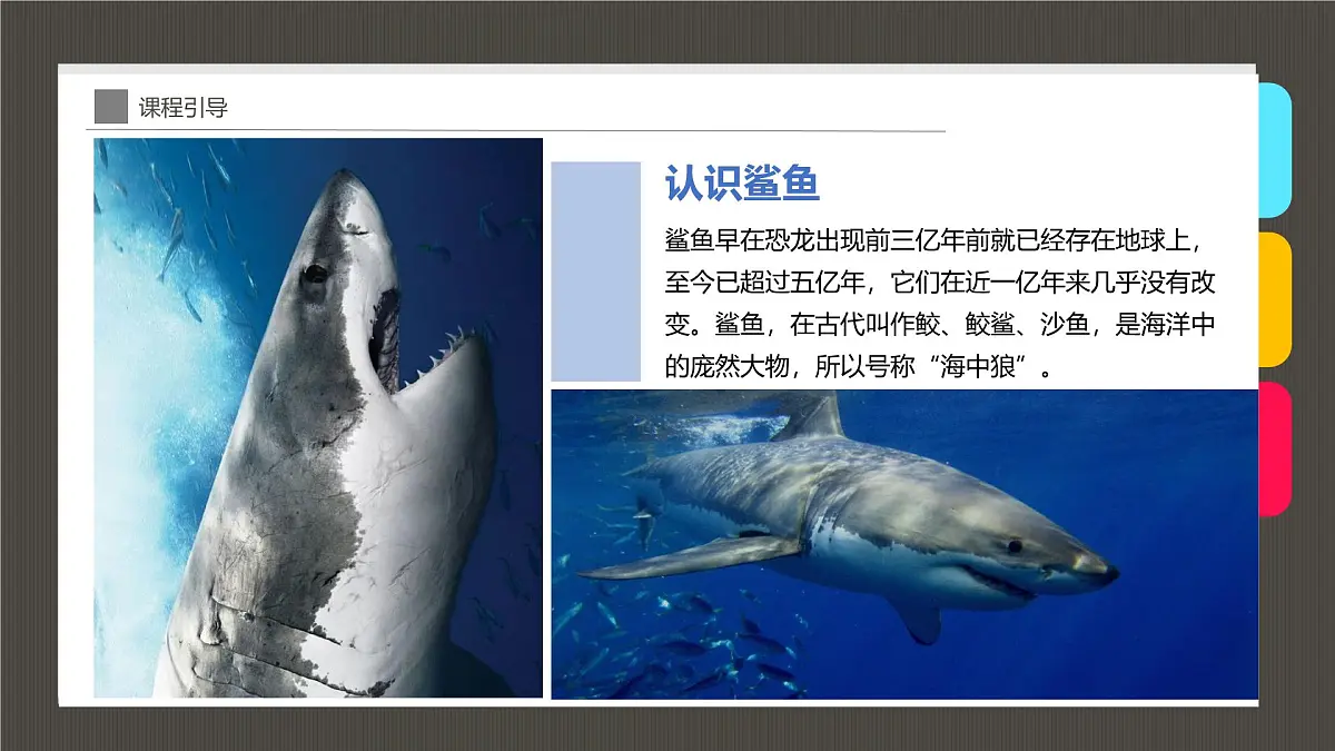 大班《大鲨鱼》+课件第8页