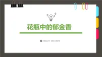 大班《花瓶中的郁金香》+课件
