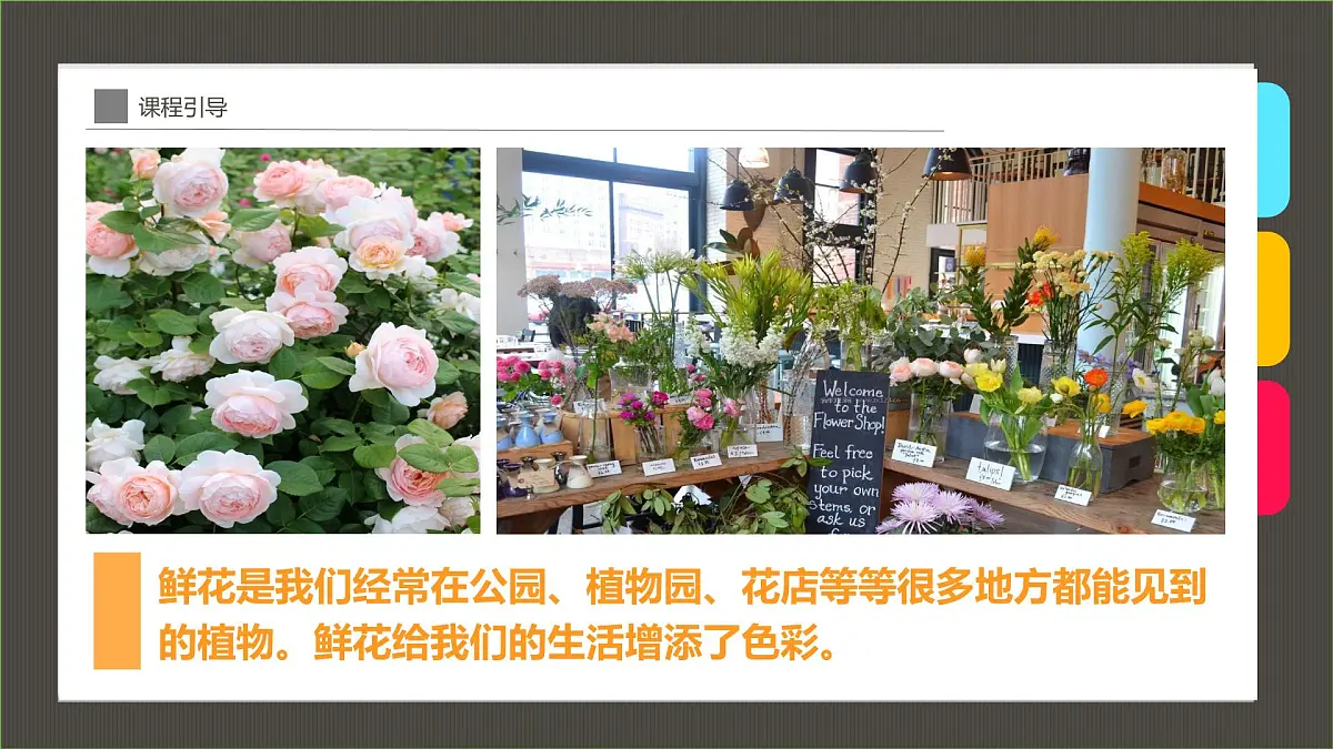 大班《百合》+课件第4页