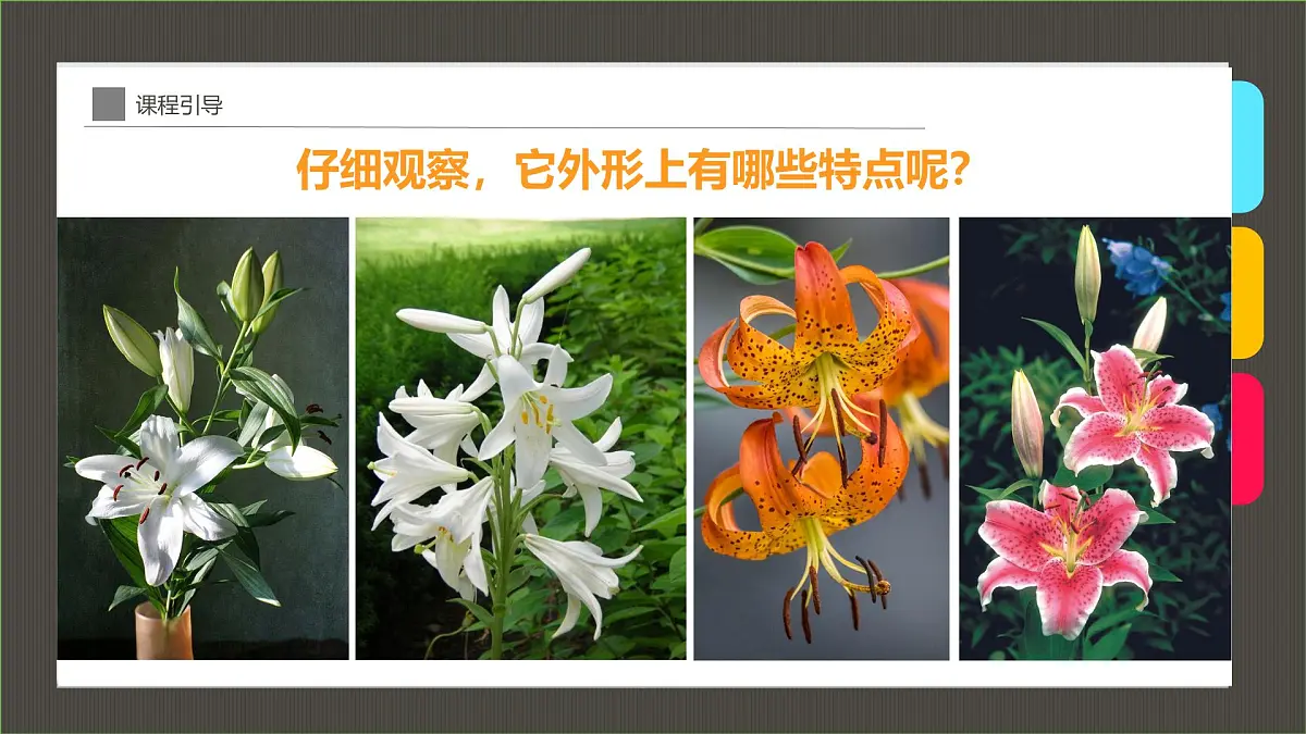大班《百合》+课件第8页