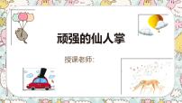 通用  学前教育  大班《顽强的仙人掌》课件