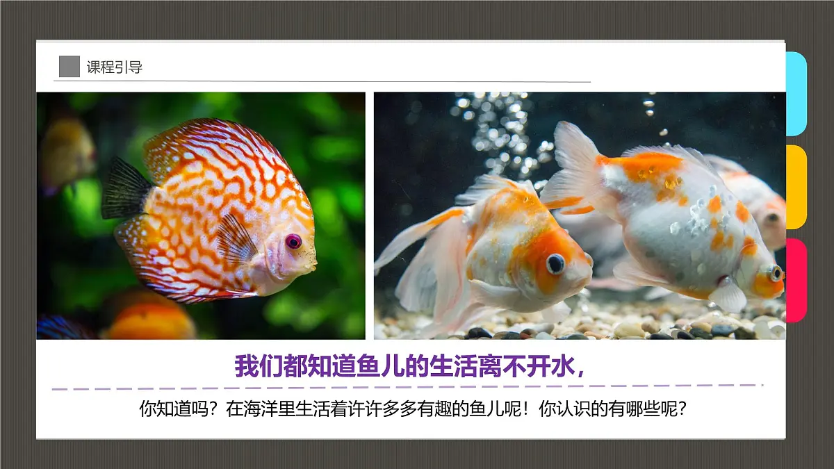 通用 学前教育 大班《穿着华丽舞群的斗鱼》课件第4页