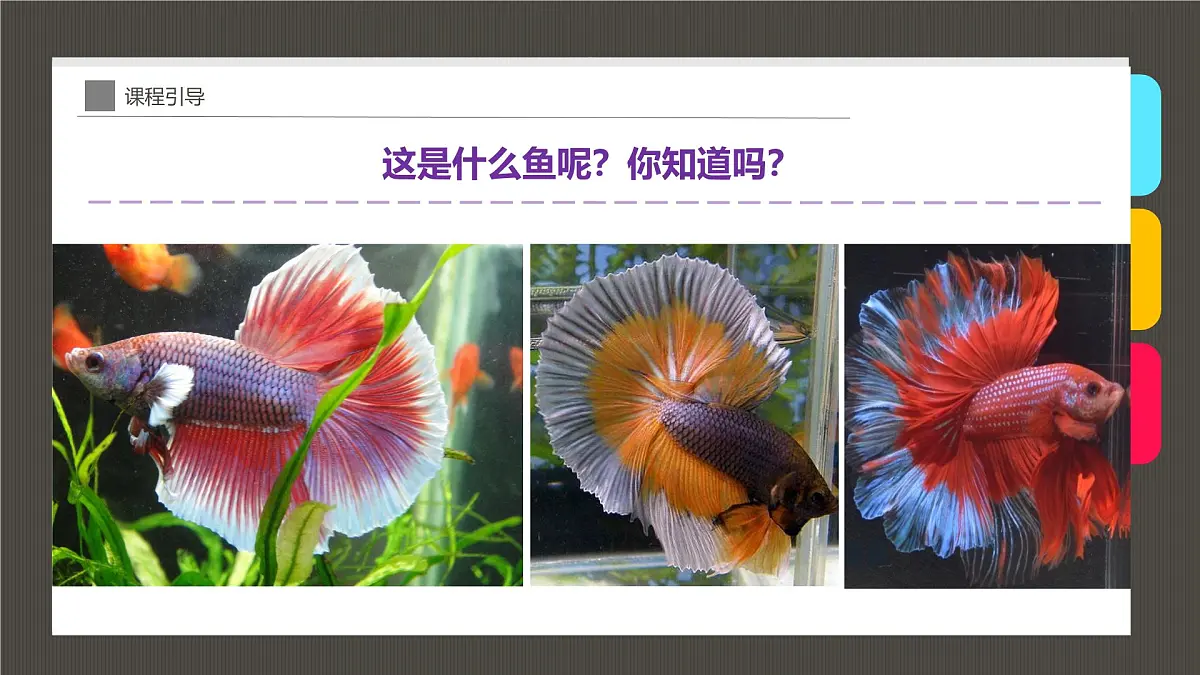 通用 学前教育 大班《穿着华丽舞群的斗鱼》课件第5页
