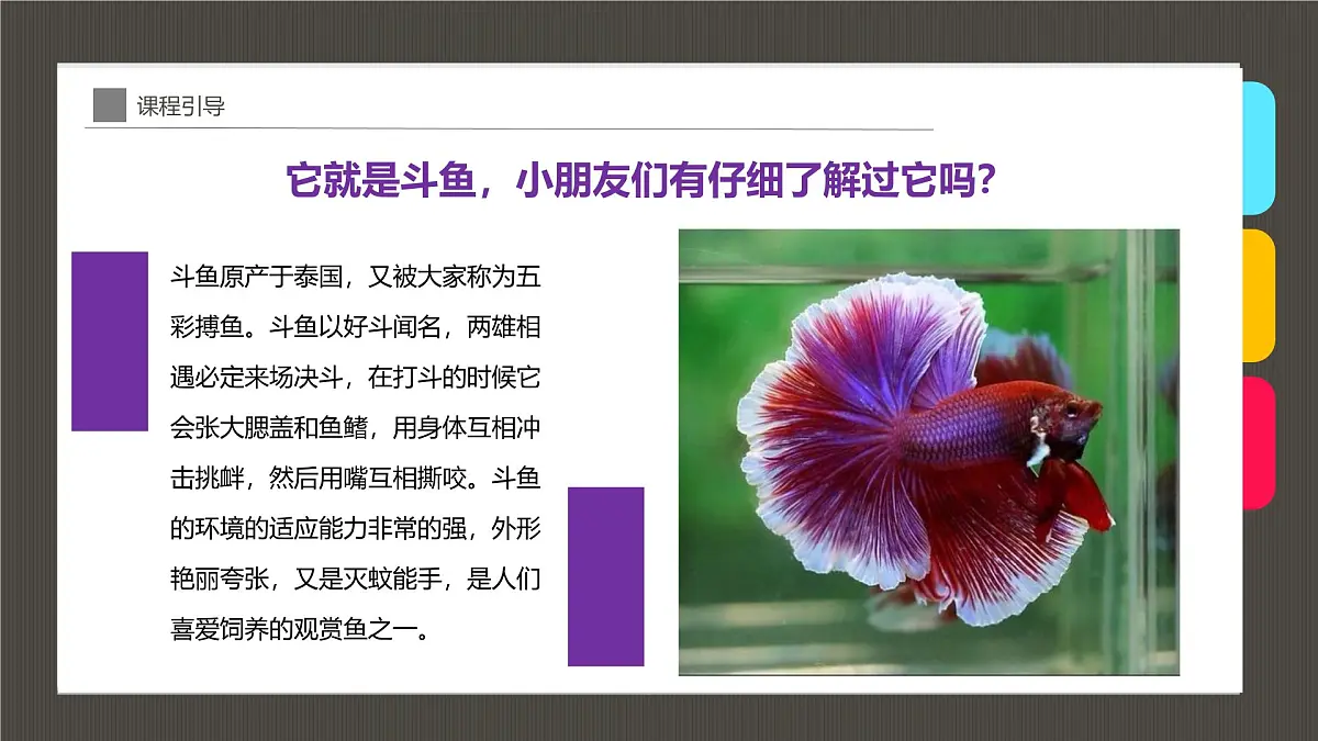 通用 学前教育 大班《穿着华丽舞群的斗鱼》课件第6页