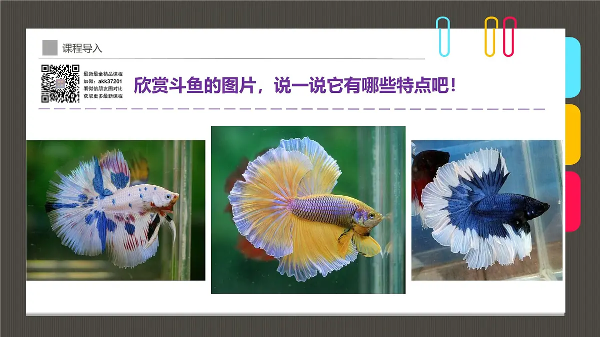 通用 学前教育 大班《穿着华丽舞群的斗鱼》课件第7页