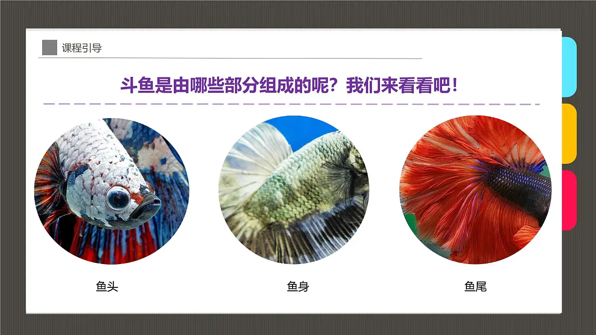 通用 学前教育 大班《穿着华丽舞群的斗鱼》课件第8页
