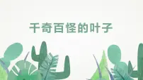 通用 学前教育 大班《千奇百怪的叶子》课件