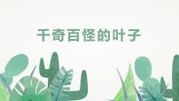 通用 学前教育 大班《千奇百怪的叶子》课件