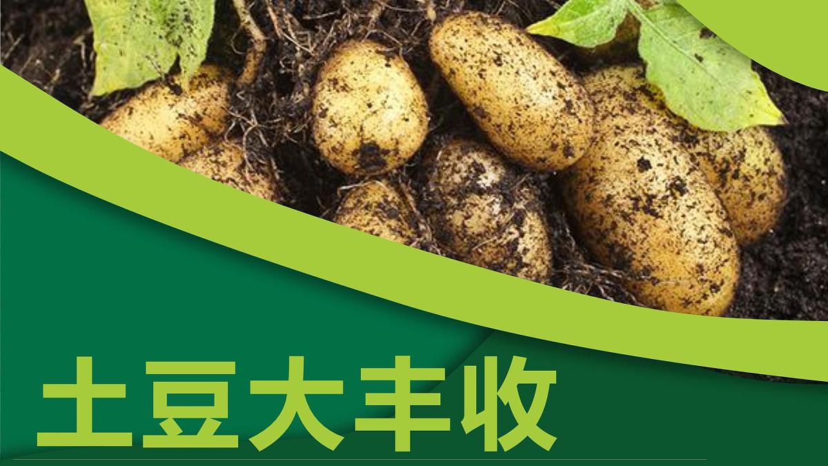 通用 学前教育 大班《土豆大丰收》课件第1页