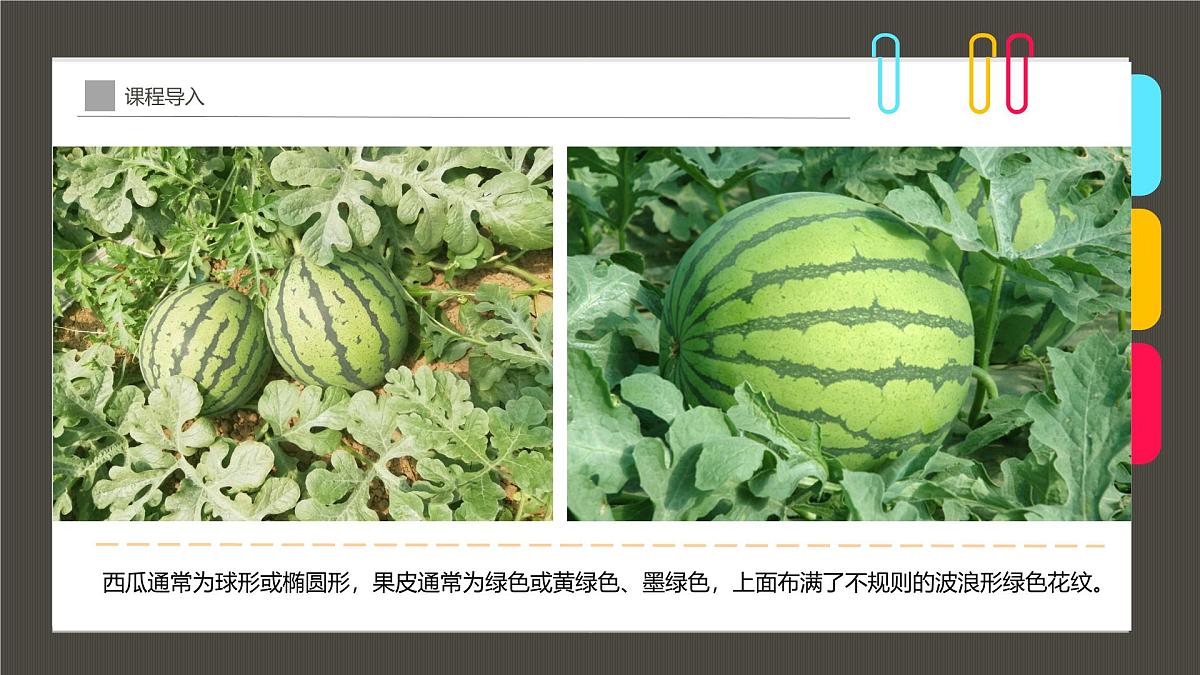 通用 学前教育 大班《但惜夏日长》课件第8页