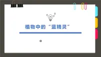 通用 学前教育 大班《植物中的“蓝精灵”》课件