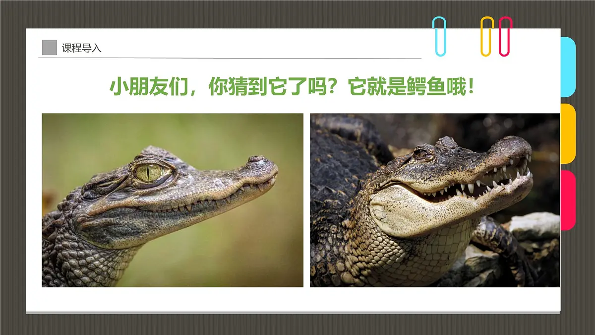 通用 学前教育 大班《池塘里树荫下,鳄鱼宝宝在玩耍》课件第5页