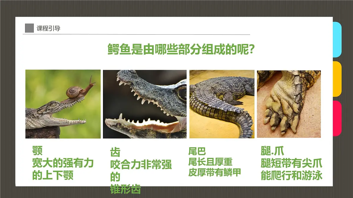 通用 学前教育 大班《池塘里树荫下,鳄鱼宝宝在玩耍》课件第8页