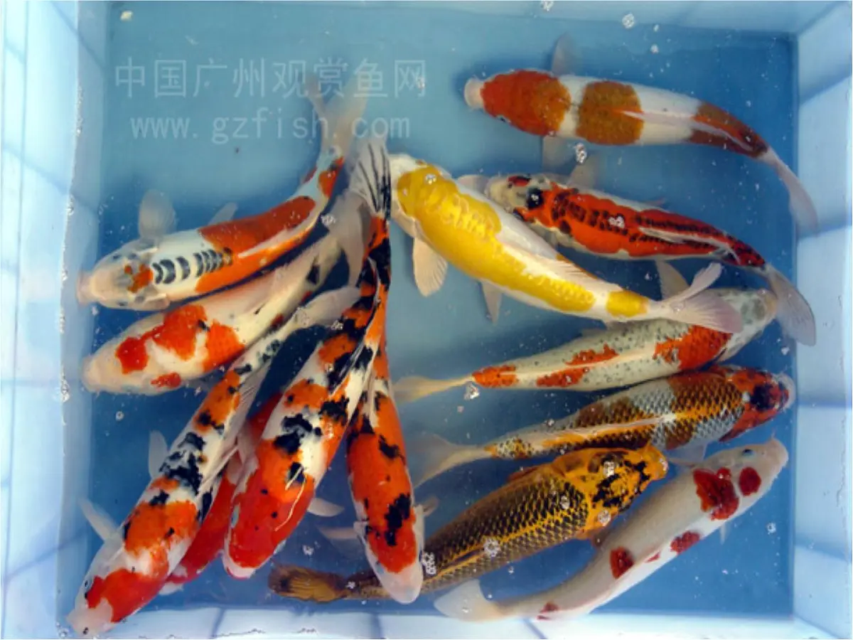 全国通用幼儿园大班科学-鱼课件第3页
