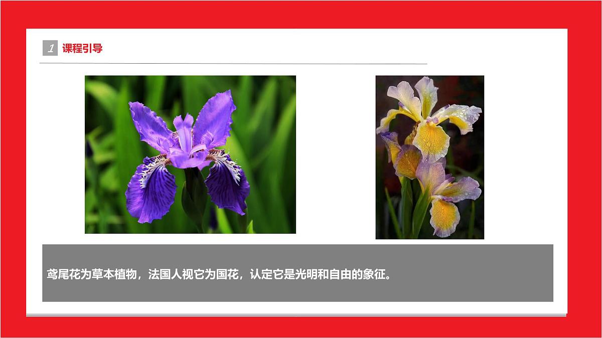 学前教育大班《鸢尾花》课件第4页