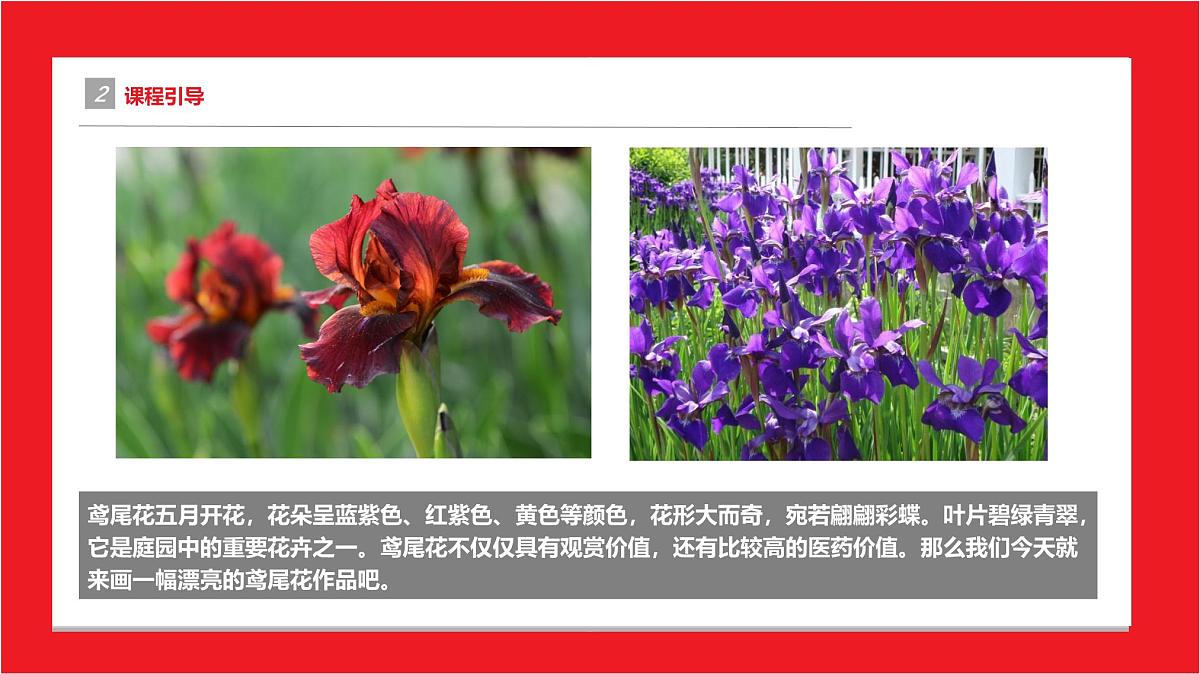 学前教育大班《鸢尾花》课件第5页