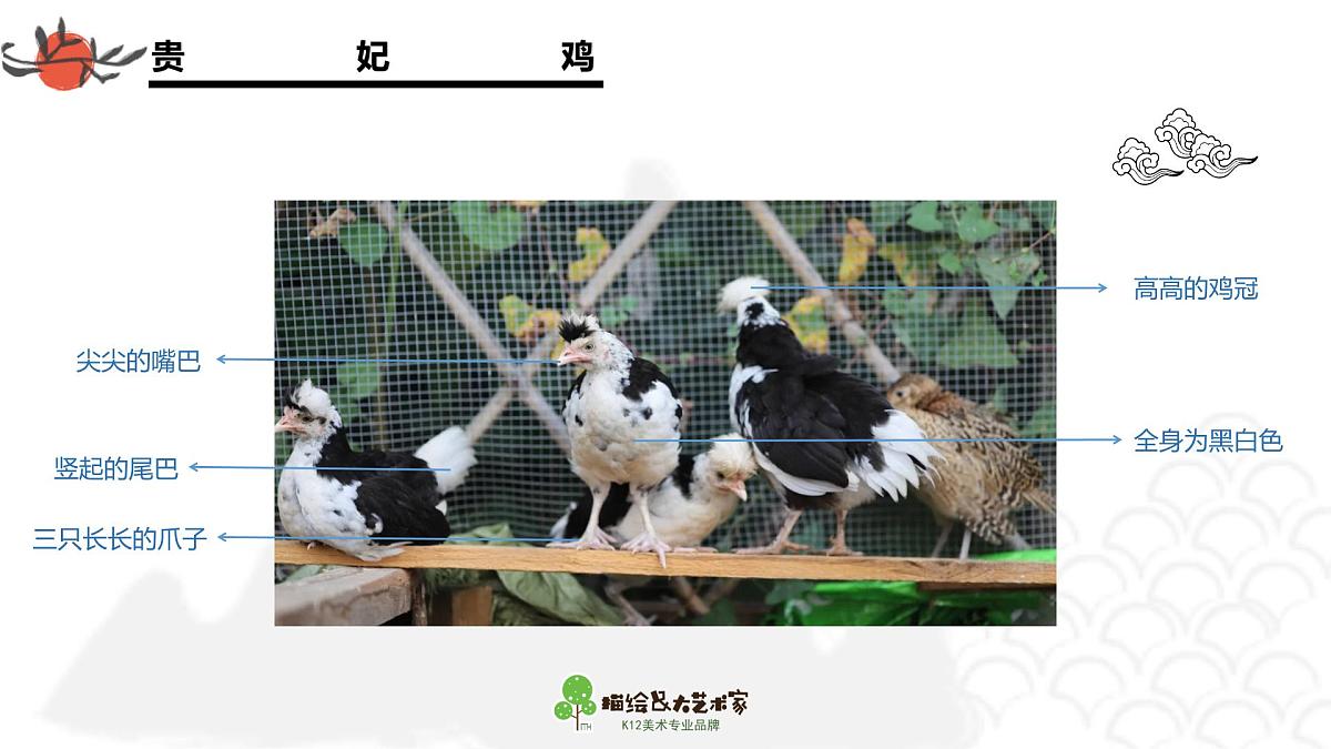 学前教育大班《贵妃鸡》课件第8页