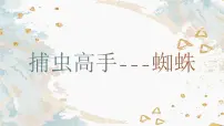 学前教育大班《蜘蛛》课件