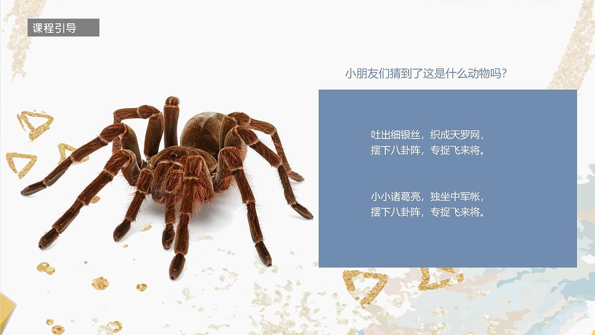 学前教育大班《蜘蛛》课件第3页