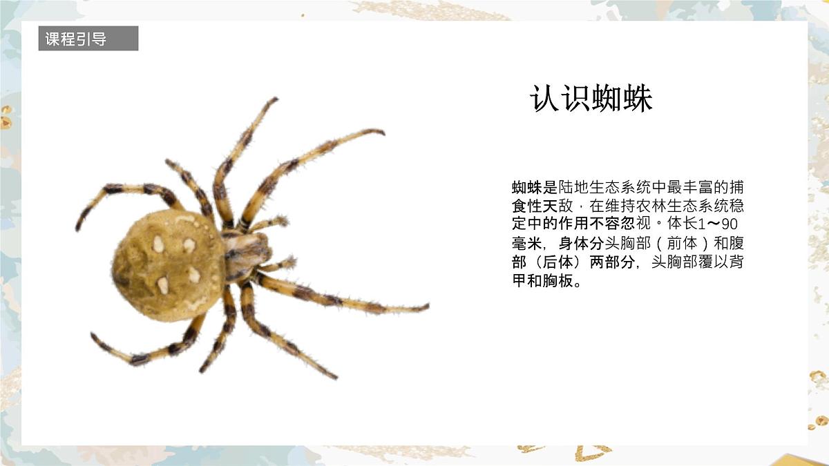 学前教育大班《蜘蛛》课件第4页