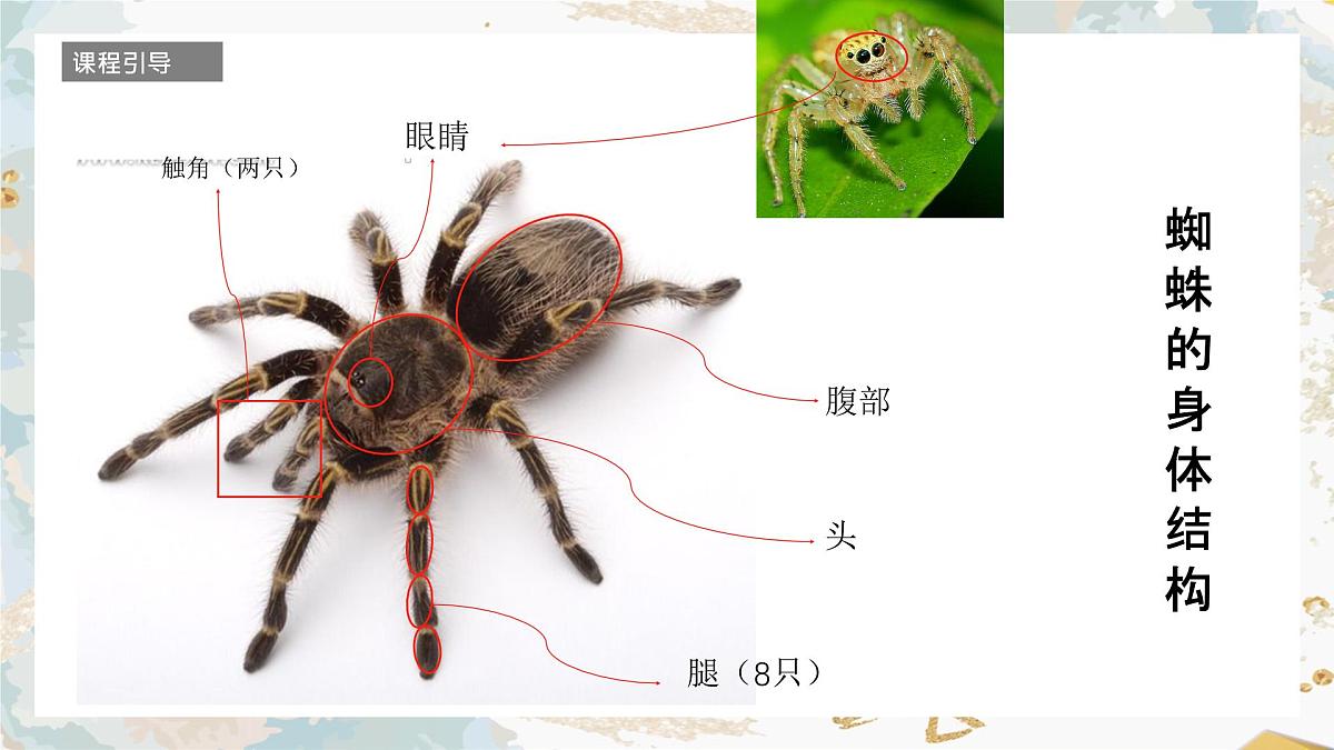 学前教育大班《蜘蛛》课件第5页