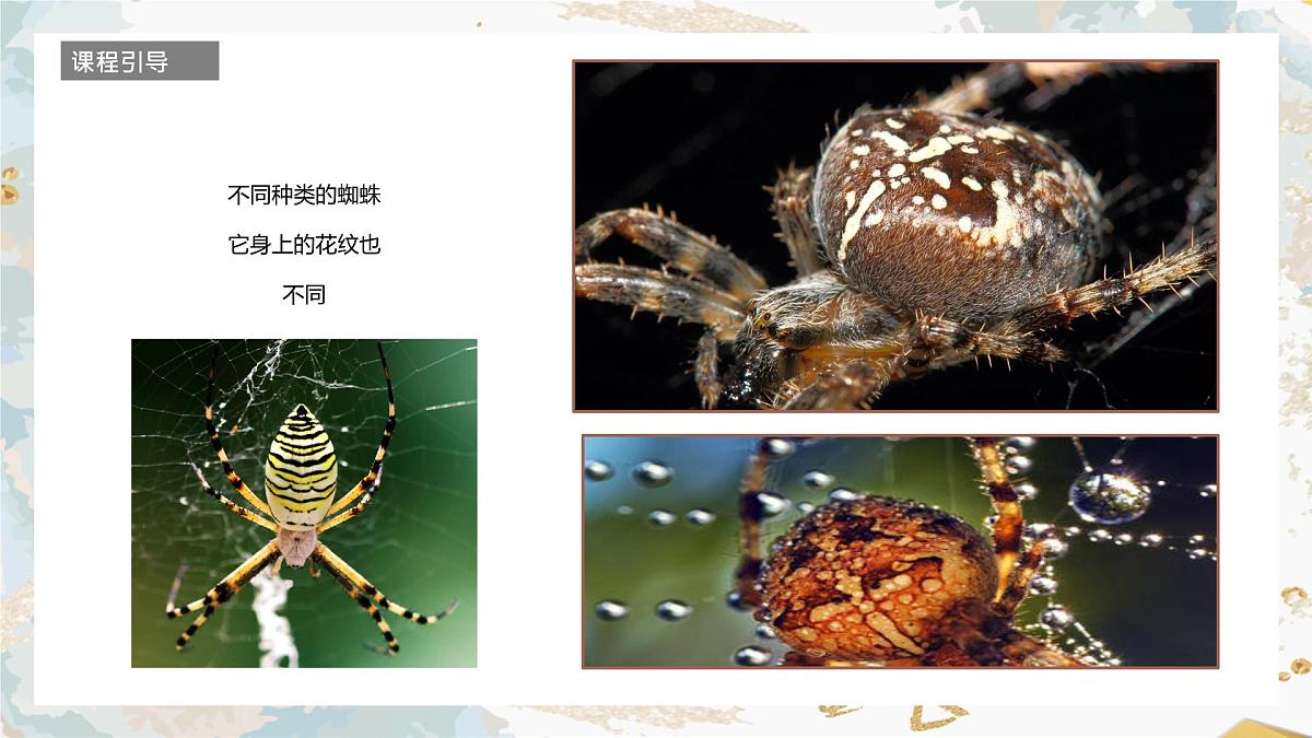 学前教育大班《蜘蛛》课件第6页