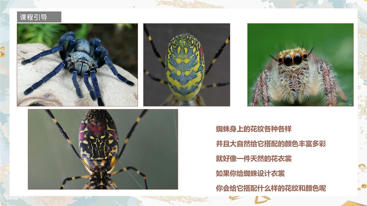 学前教育大班《蜘蛛》课件第7页