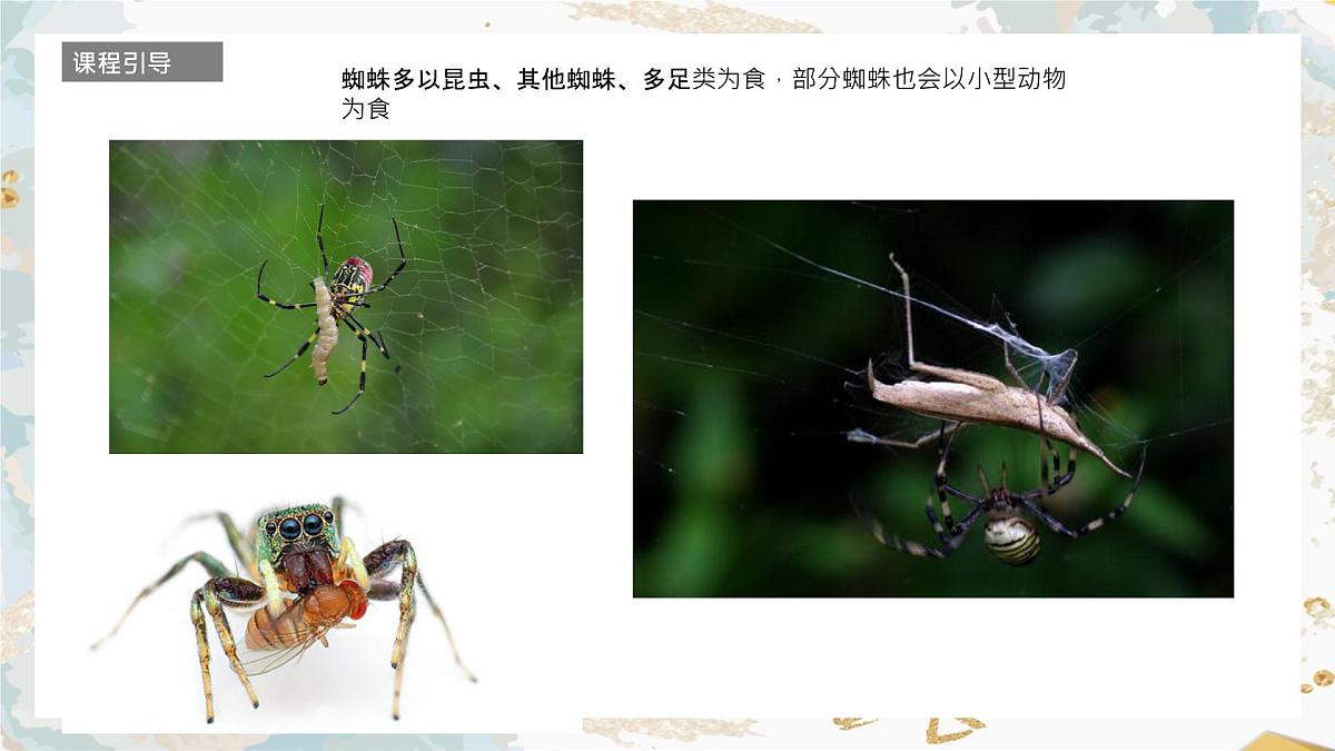 学前教育大班《蜘蛛》课件第8页