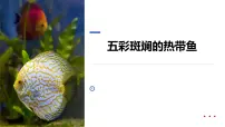 学前教育大班《五彩斑斓的热带鱼》课件