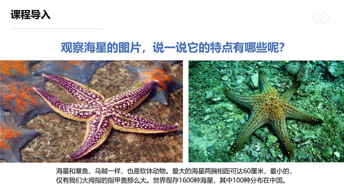 学前教育大班《坠落海底的“星星”》课件第8页