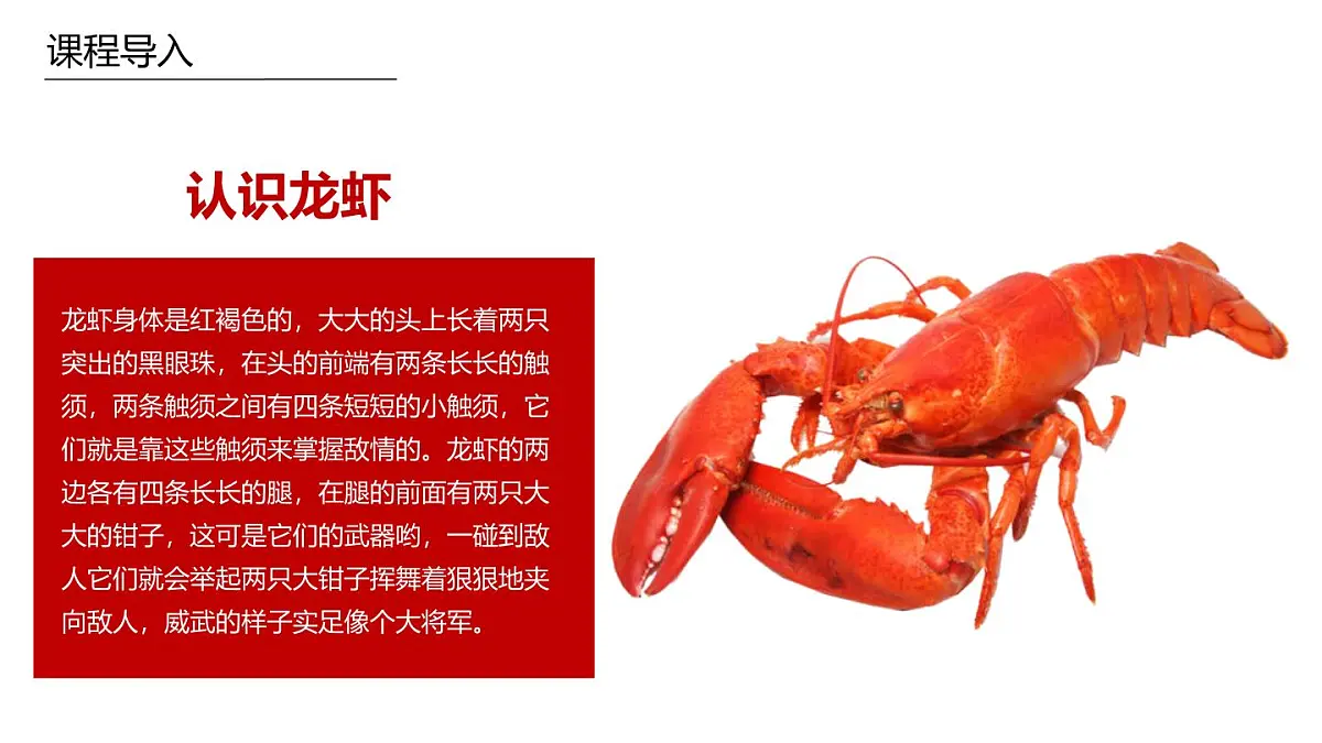 学前教育大班《小龙虾》课件第6页