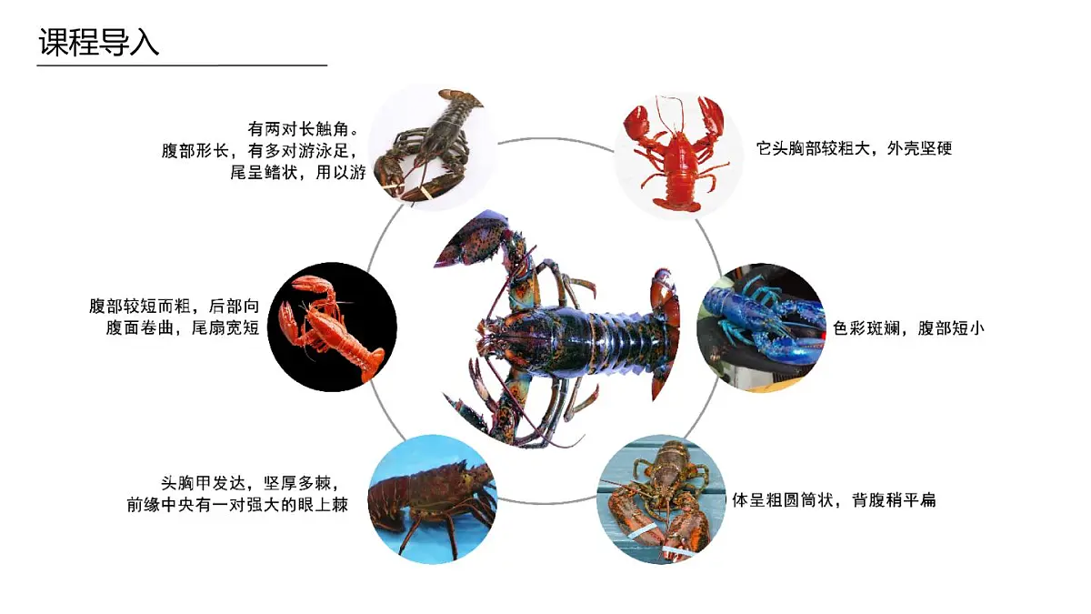 学前教育大班《小龙虾》课件第8页
